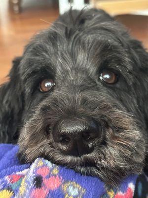 Affordable All Pets Cremation