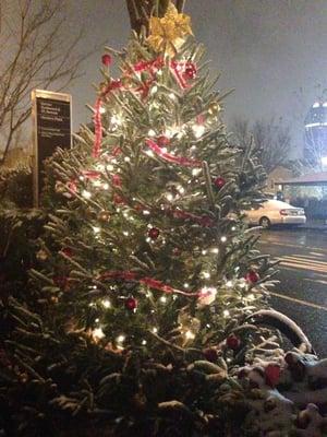 Just one of the many beautiful trees they had.