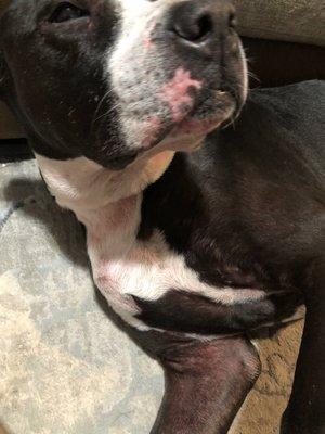 Village Royale Animal Clinic