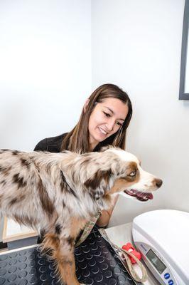 GoodVets - Highlands