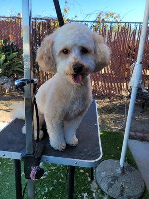 Dawggy Drip Grooming