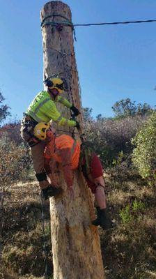Marvle Tree service