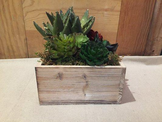 Succulent box gives life to any room or office.