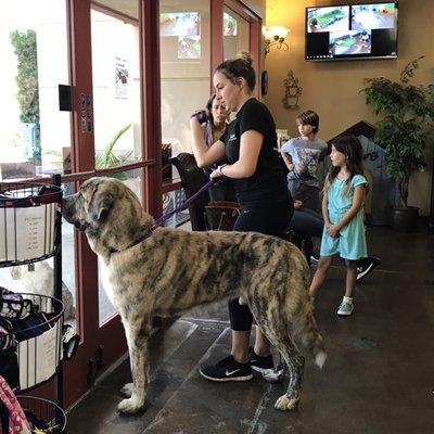 Is that a little pony or a dog? A mastiff then ....