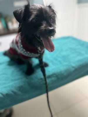 Jacaranda Animal Hospital