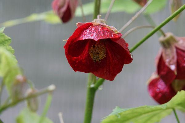 Glacier Gardens Rainforest Adventure