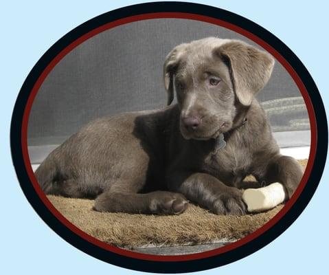 Top of the Line Canine Chicago Pet Care