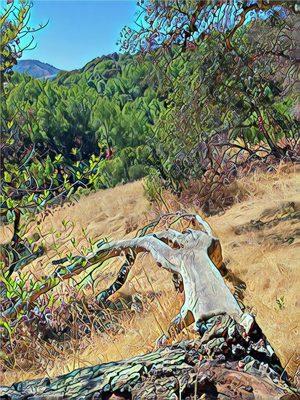 Sobrante Ridge Regional Preserve