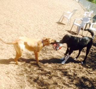 Barkin' Buddy Pet Care