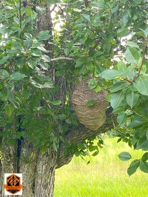 Primo Pest Solutions