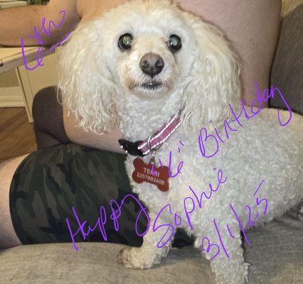 Diva Dog Grooming & Glamour Shots