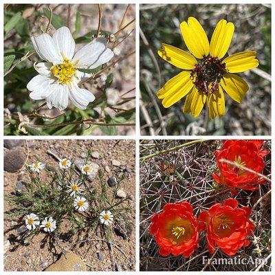 Sevilleta National Wildlife Refuge