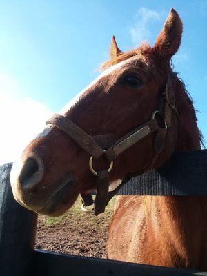 "Carrots, please." Red Bullet, 2000 Preakness winner