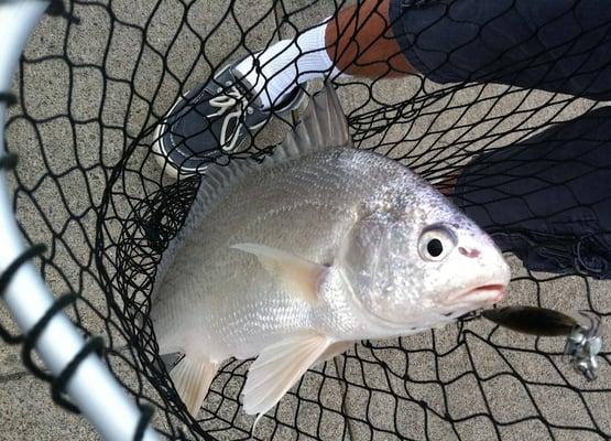Genesee River Fishing Access Site