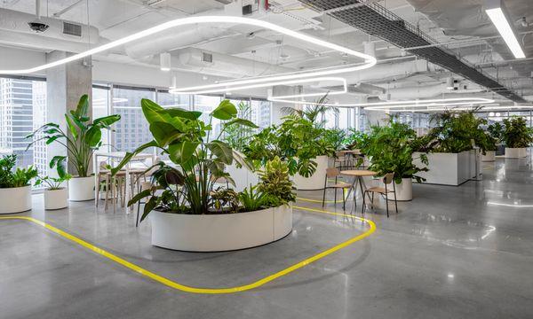 Intensive Planting and Maintenance for Miro in Austin, TX