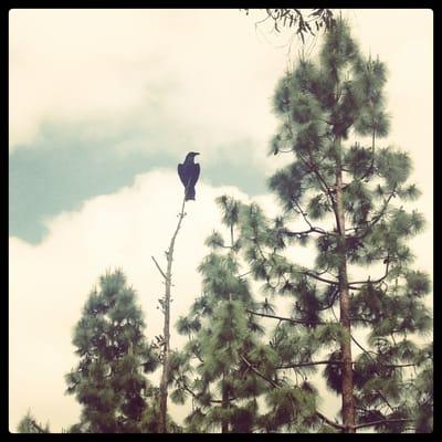 Shot this during a dog walk!