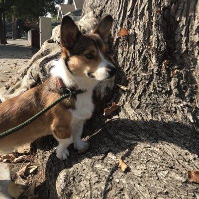 Fur Babies Pet Sitting