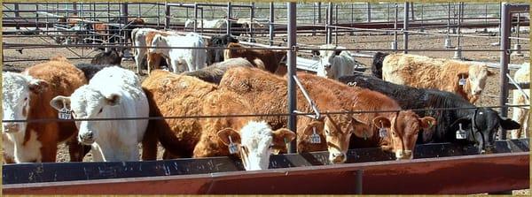 High Plains Home Buyers