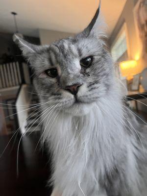 Four Legged Friends Pet Care