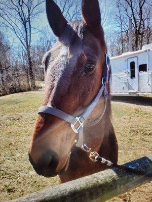 Houdini's Magic enjoys her retirement from hors racing at Saved by GRACE Ranch.