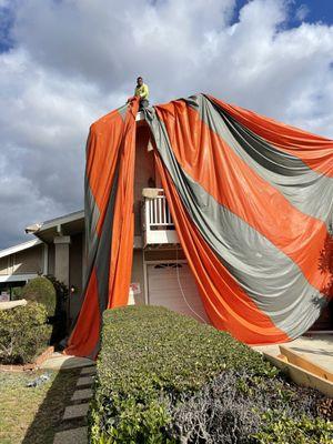 Beau The Termite Guy