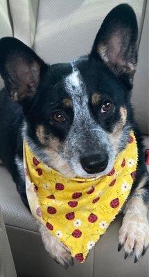 Tracy's Tlc Grooming