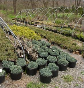 Greenawalts Nursery & Landscaping
