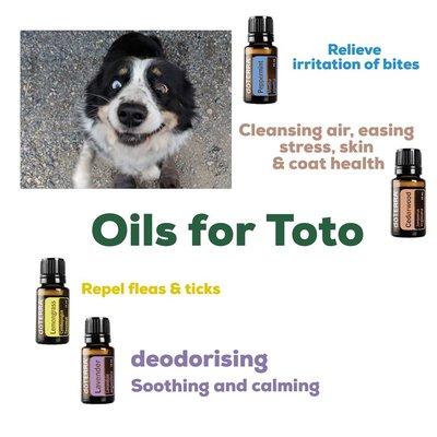 Essential Oils safe for dogs? You bet!