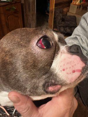 Eastown Animal Hospital