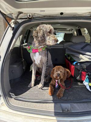 My Labradoodle and CavaPoo after a Didde treatment