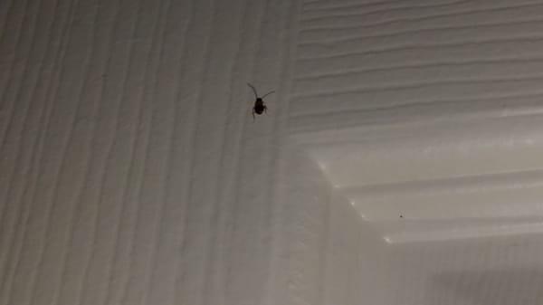 Roaches are cool. I'm glad I think so, because I've spotted hundreds.