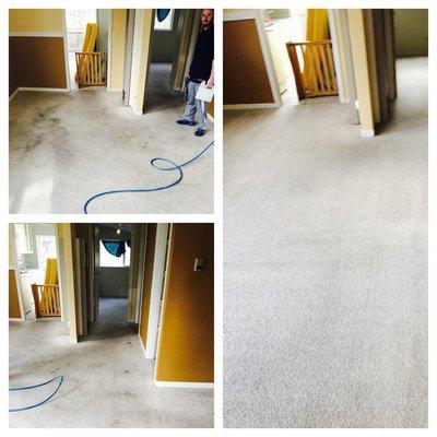 Fresh Step Carpet Cleaning