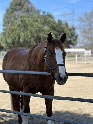 Lakewood Equestrian Center