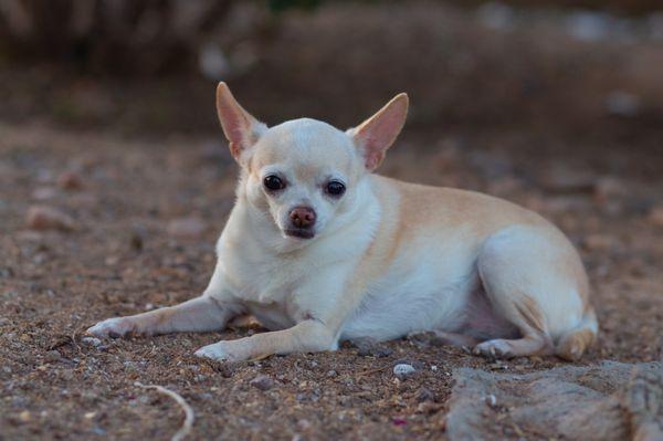 BETTY'S ANIMAL SITTING SERVICE