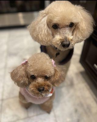 Glitz and Glamour Dog Grooming