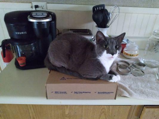 CNY Veterinary Medical Services