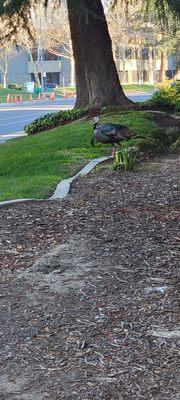 McDonald D James, CPA