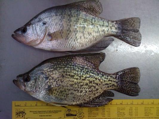 More crappies!