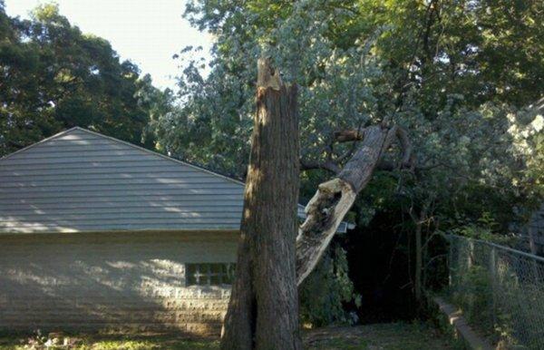 Genesis Tree Service