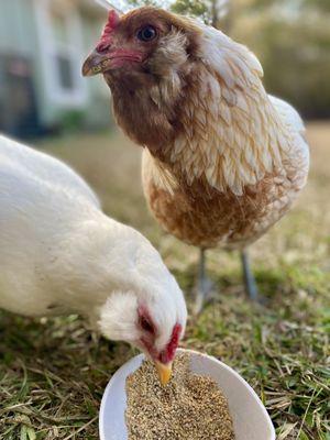 Stillwater Nurseries