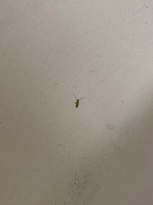 Creekside Oaks Apartments