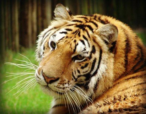 the zoo and nature center has many animals and interactive programs