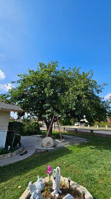 Apex Handyman Repair and Maintenance