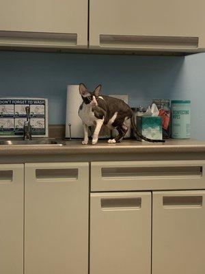Ravenswood Animal Hospital LLC