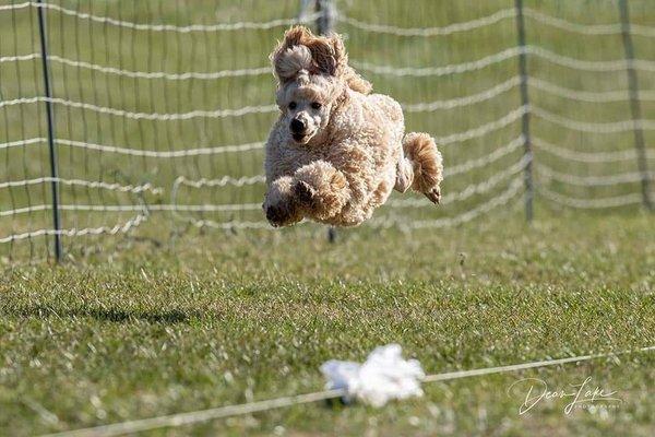 Shearly Unique Pet Grooming