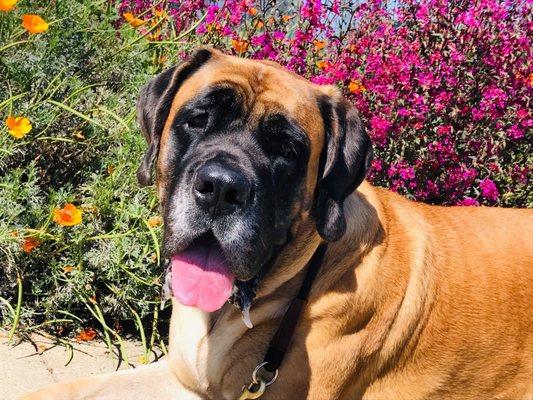 Ty The Dog Guy - Fremont