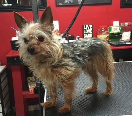 Dapper Doggies Depot