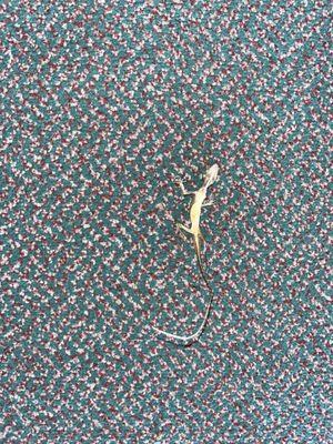 MVP Sports Wear and Gear