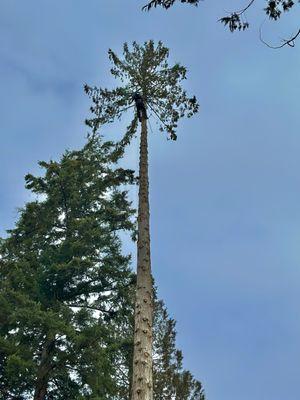 The TreeMan Generation