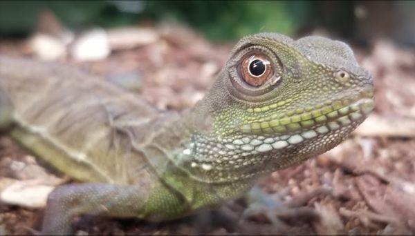 J&F Aquatics & Exotics